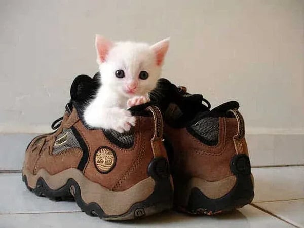 Masters Pet Series: Cat in the Shoe