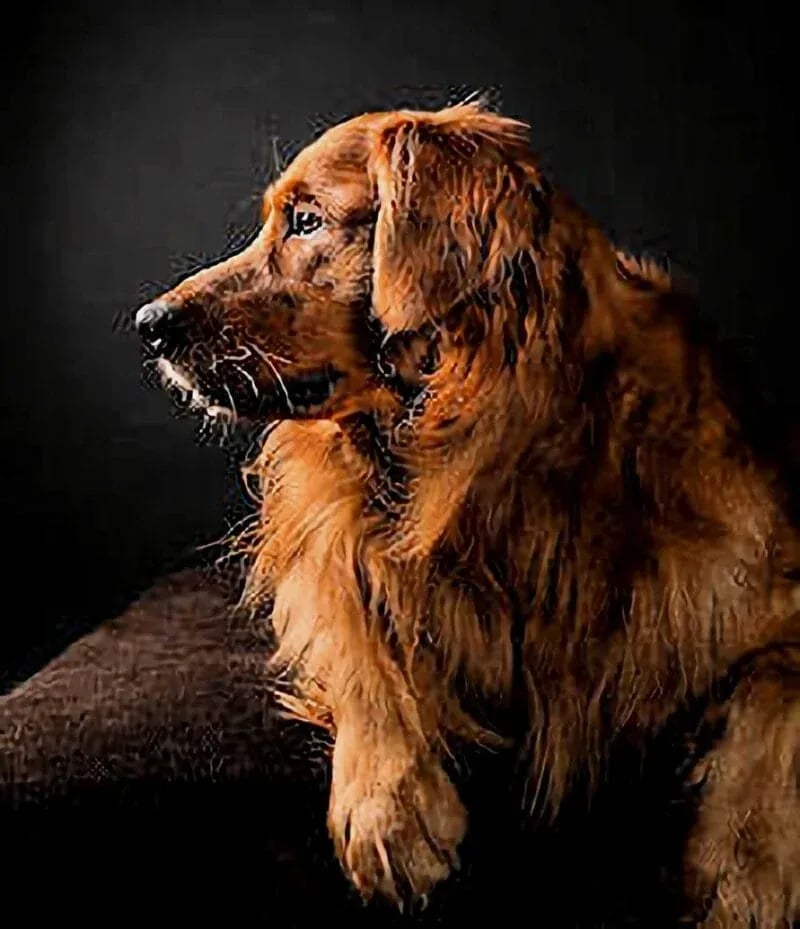Masters Pet Series: Golden Retriever