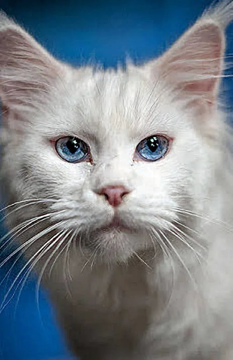 Close-up portrait of a white longhair cat with striking blue eyes against a blue background.