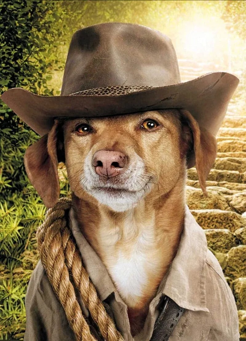 Masters Pet Series: Retriever Looking for an Adventure