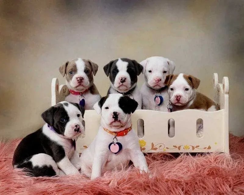 Studio portrait of six puppies of various colors sitting on a pink furry rug and inside a cream-colored crib, each wearing a collar with a heart-shaped tag—part of the Masters Pet Portrait Series by Idaho Photography Studios.