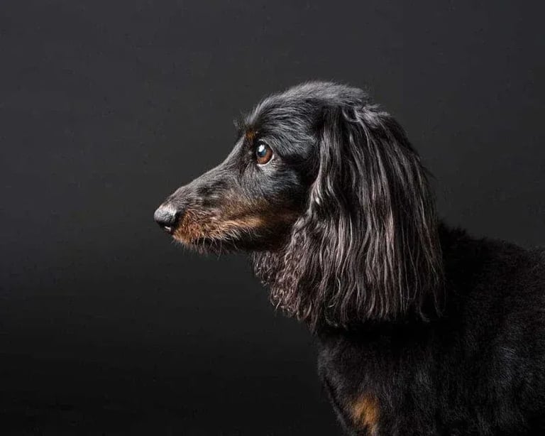 Masters Pet Series: Black Dachshund on Black