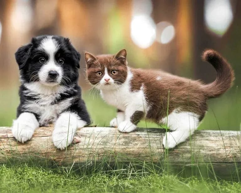 Pet Portraits: Dog and Cat Share a Log