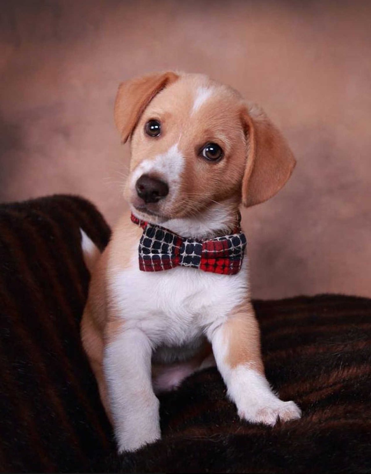 Masters Pet Portrait: Puppy with Bow Tie