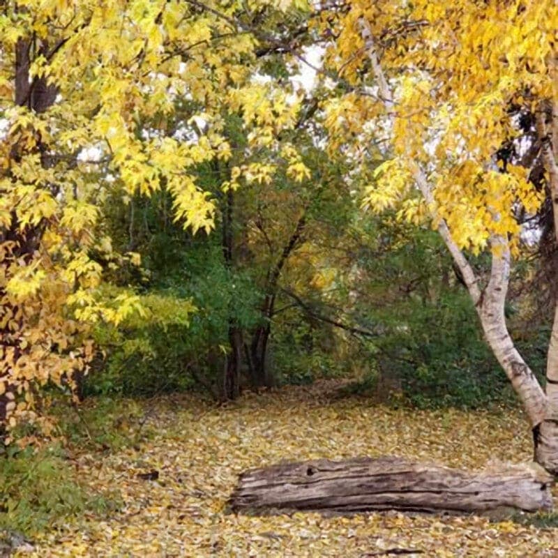 Idaho Locations: Kathryn Albertson Park Fall Trees