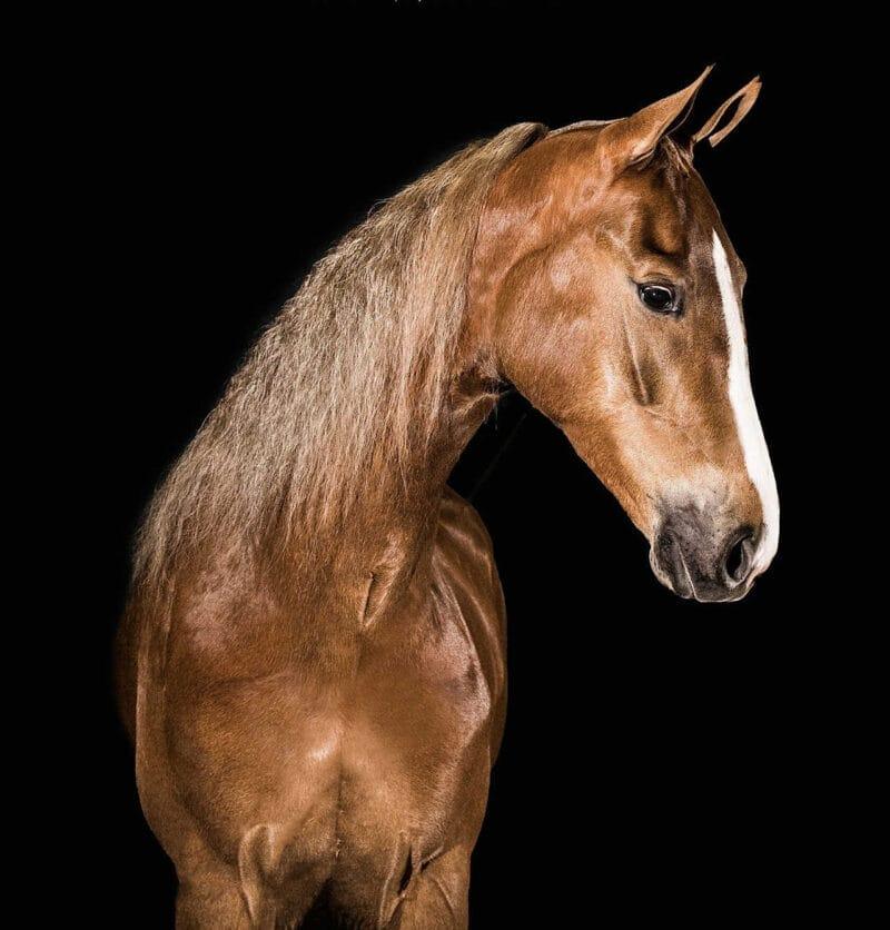 Masters Pet Series: Brown Horse on Black