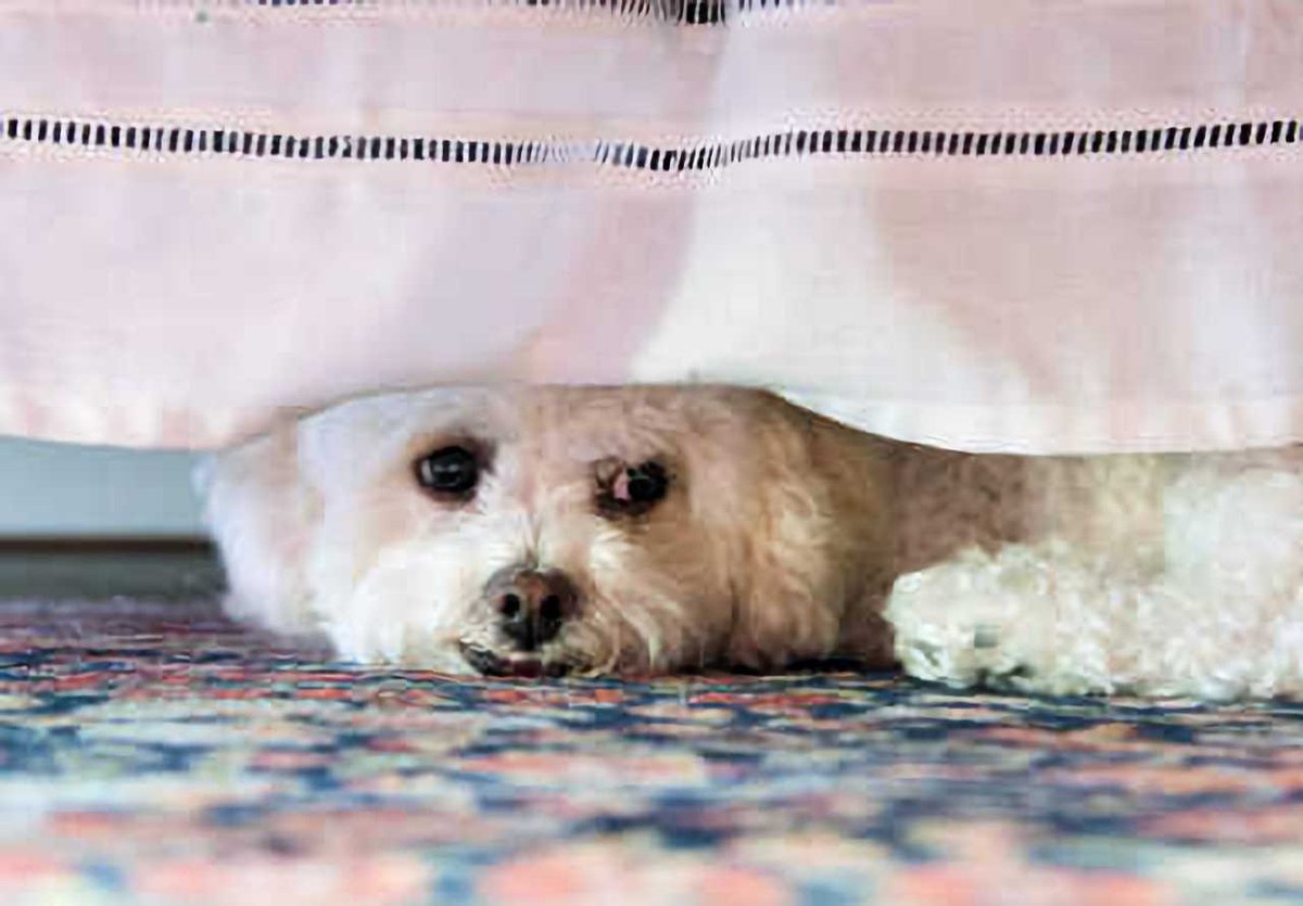 Masters Pet Series: Puppy Under Bed