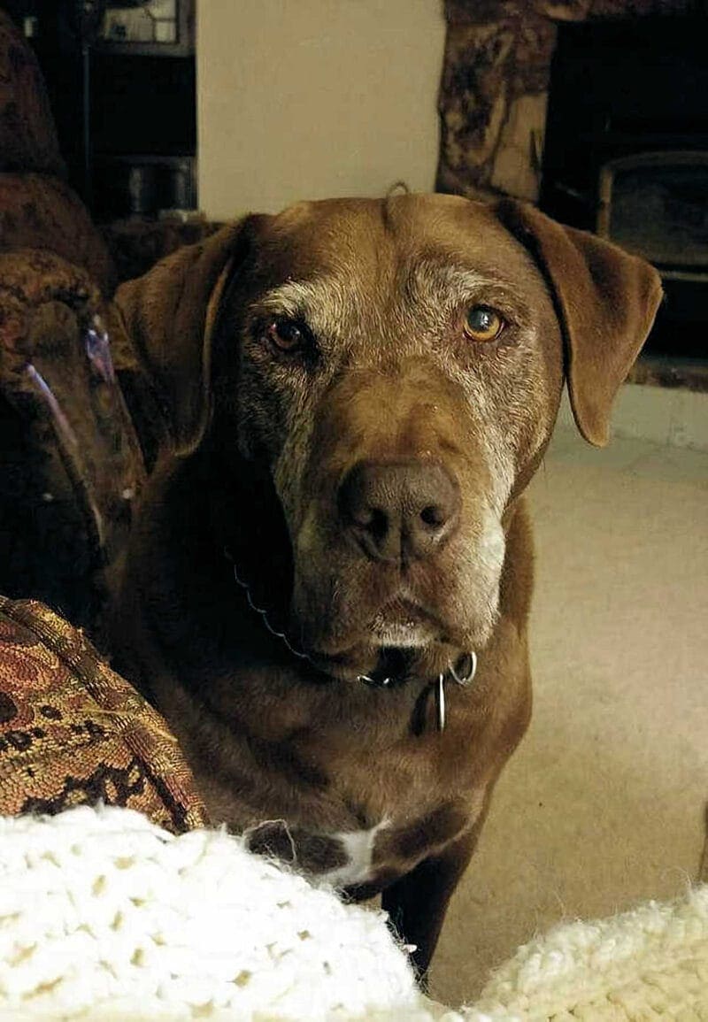 Pet Portraits: DIY Chocolate Lab
