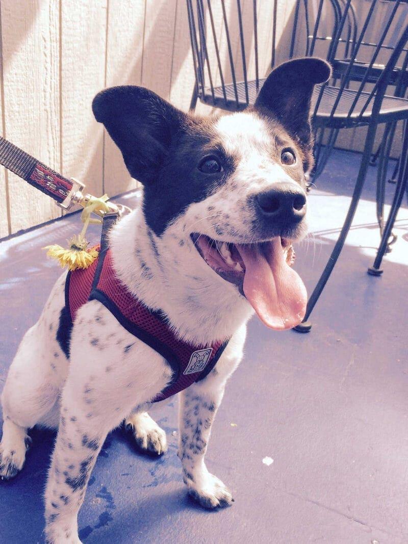 Pet Portraits: DIY Dog on Leash