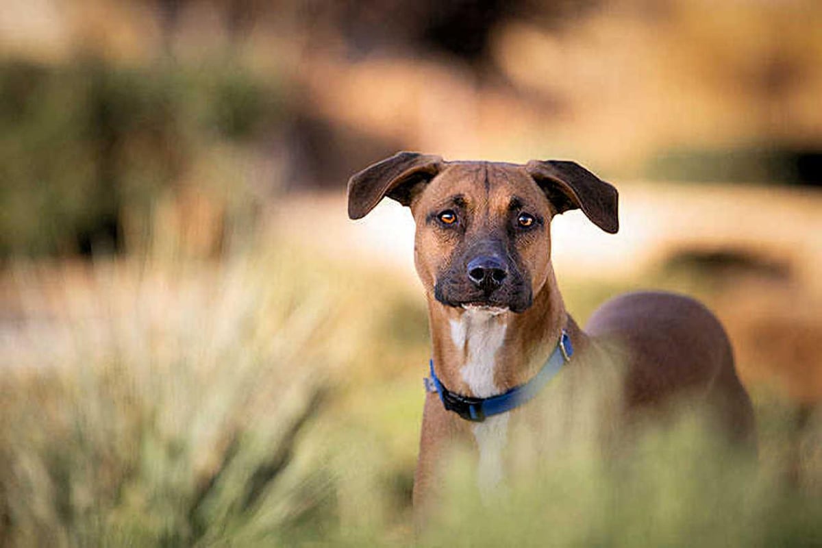 Pet Portraits: Dog in Field