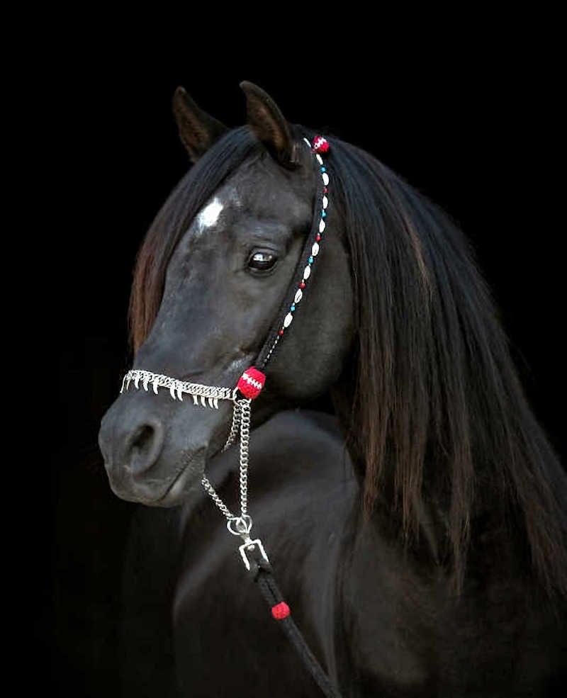 Masters Pet Series: Black Horse with Bridle on Black