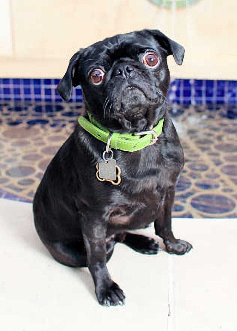Pet Portraits: Do it Yourself Pet Portrait