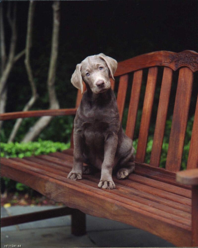 Pet Portraits: Dog on Bench
