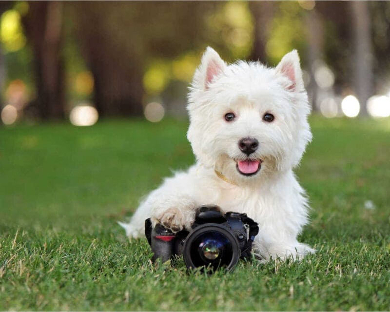 Pet Portraits: Dog in Park with Camera