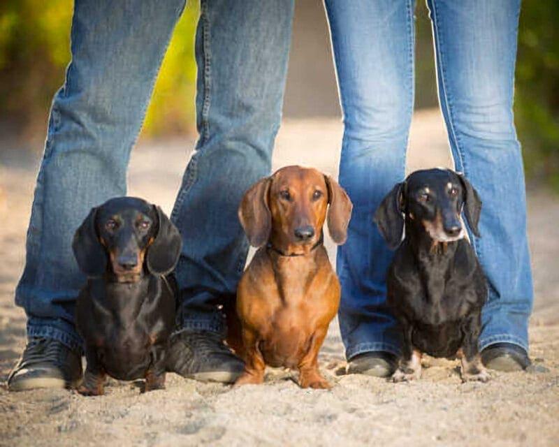 Pet Portraits: Dogs Between Owner Legs