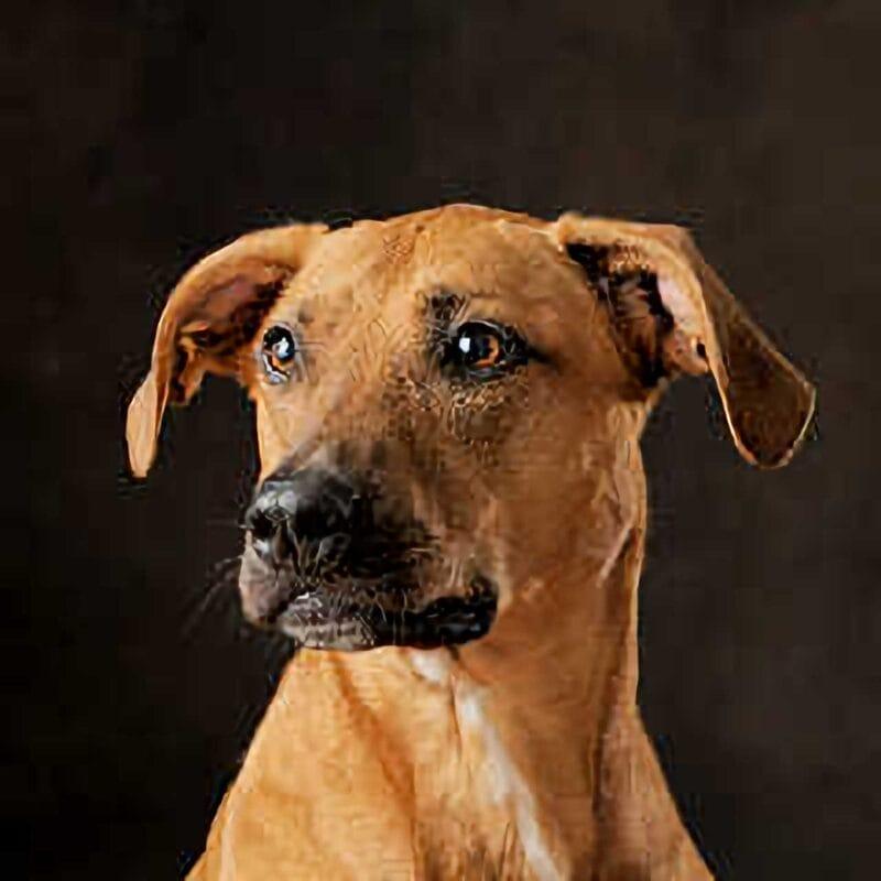 Pet Portraits: Brown Dog Portrait