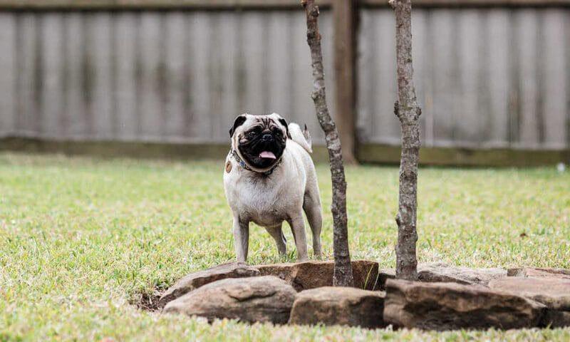 Pet Portraits: Dog in Backyard by Tree