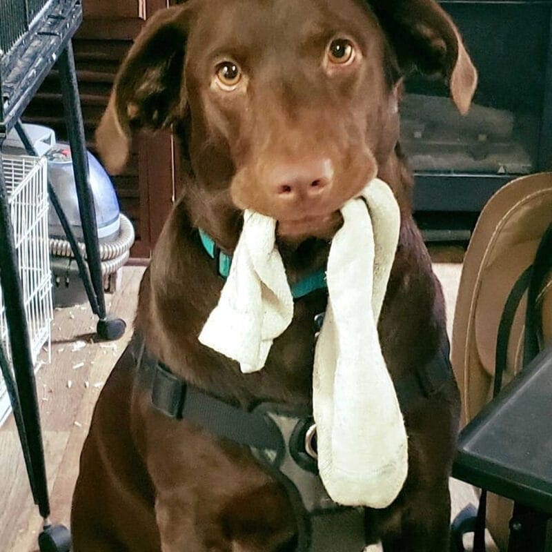 Pet Portraits: Remy with Sock