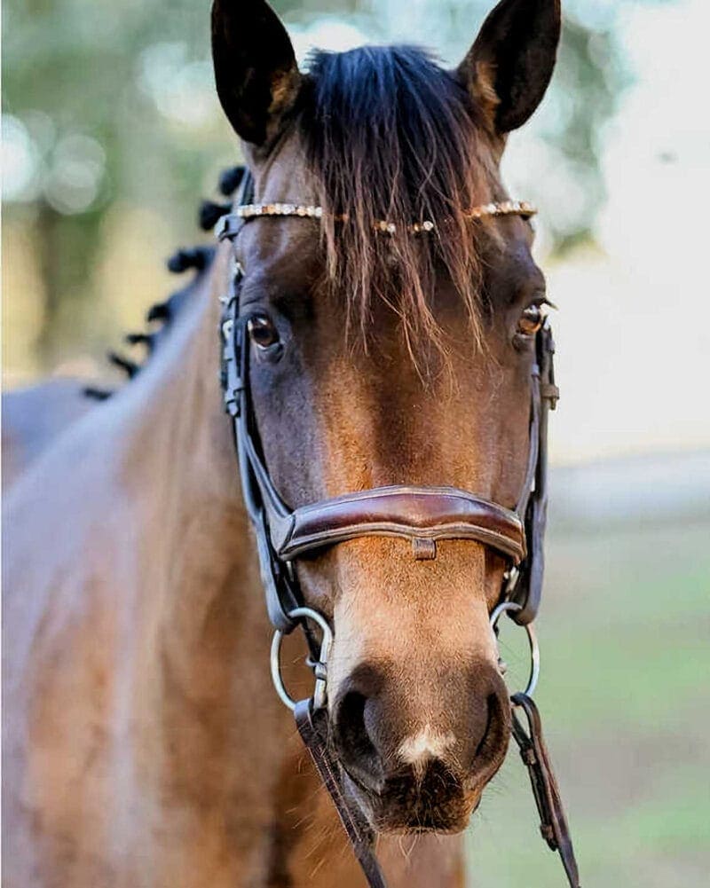 Equestrian Portraits: Horse with Braided Mane