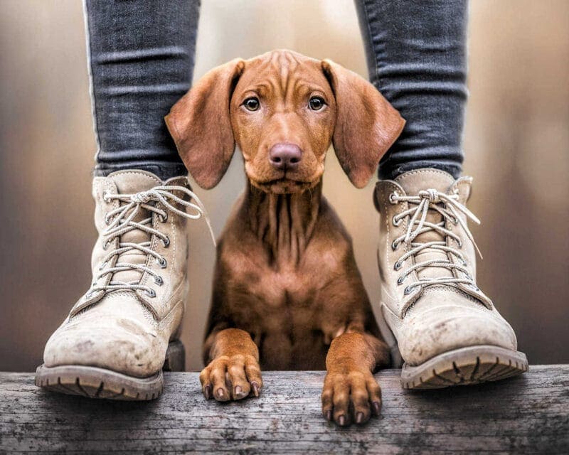 Pet Portraits: Dachshund Between Feet