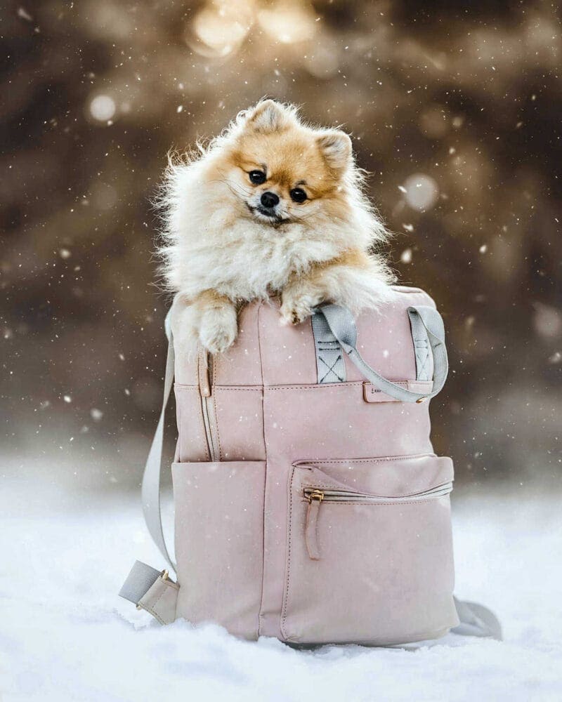 Pet Portraits: Pomeranian in Backpack