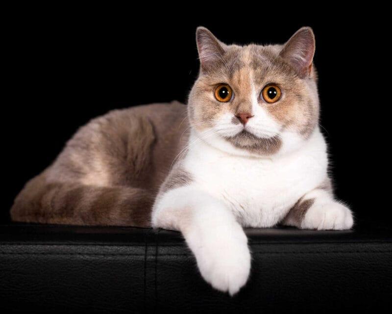 Pet Portraits: Cat Against Black Backdrop