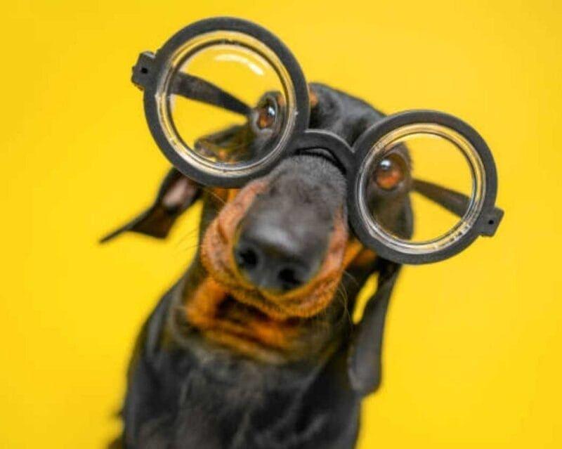 Pet Portraits: Unreal Dog Pictures
