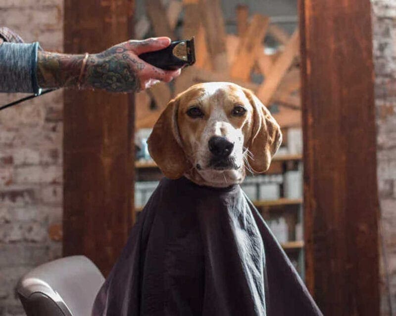 Masters Pet Series: Doggy Buzz!