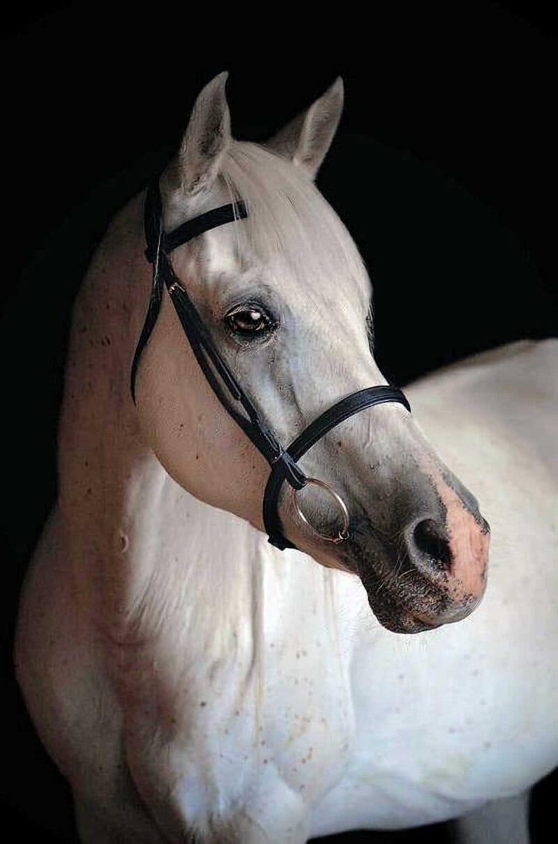 Masters Pet Series: White horse featured in a barn photo.