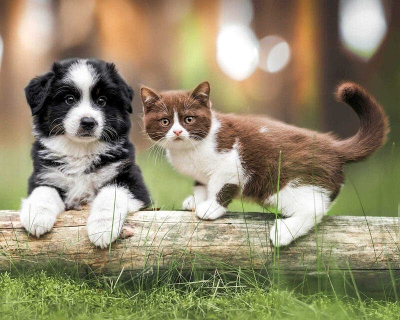 Pet Portraits: Dog and Cat Share a Log