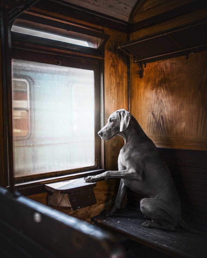 Master's Pet Series: Greyhound Taking a Train Trip