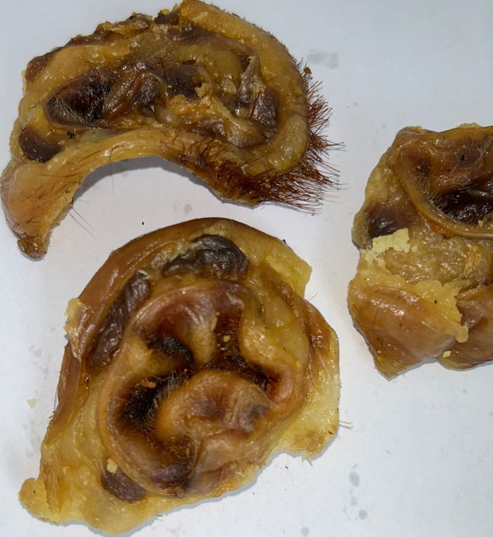 Flor de Cerdo Ibérico