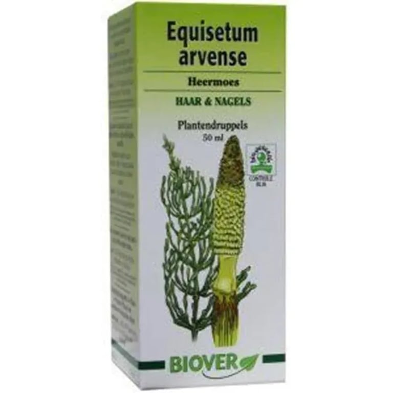 Equisetum Arvense Cola De Caballo