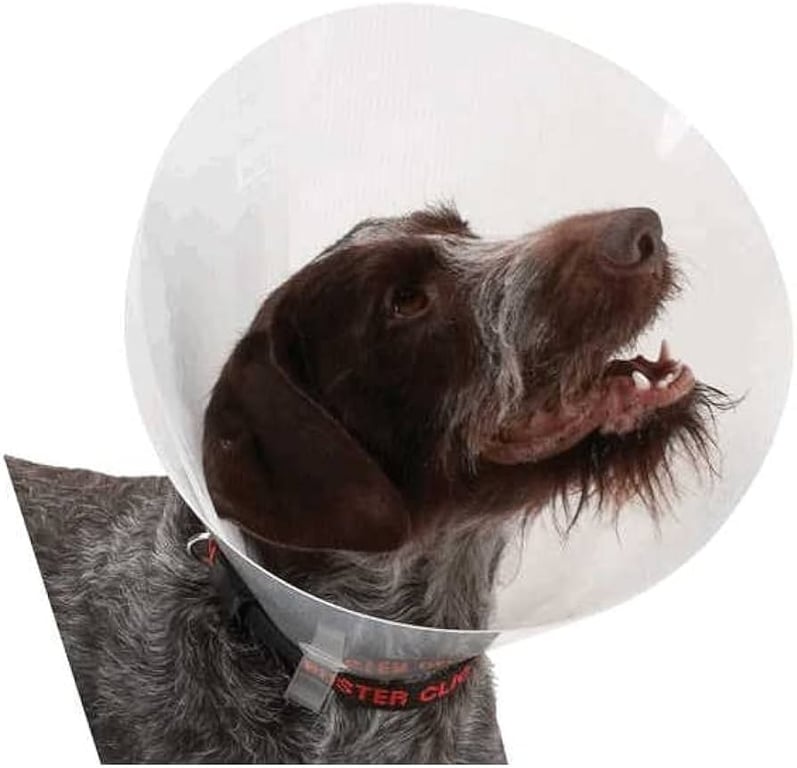 Collar Buster Isabelino Transparente Nº 10