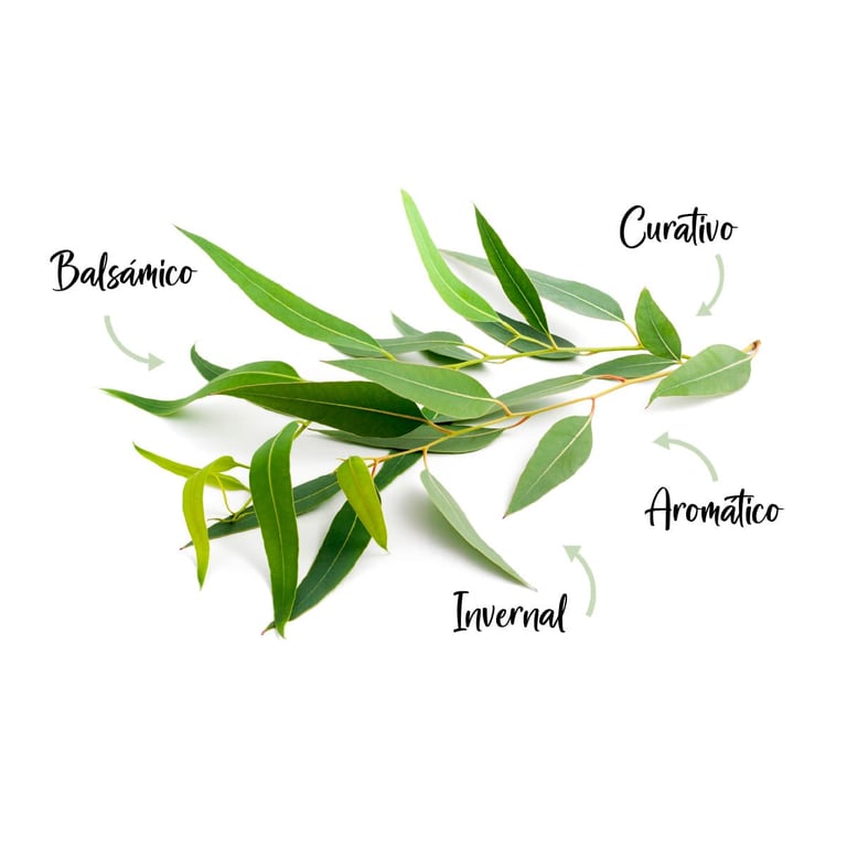 Essence Naturelle d'Eucalyptus - imagen 17 de 17
