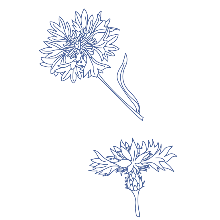 Collation de Bleuet - imagen 2 de 8