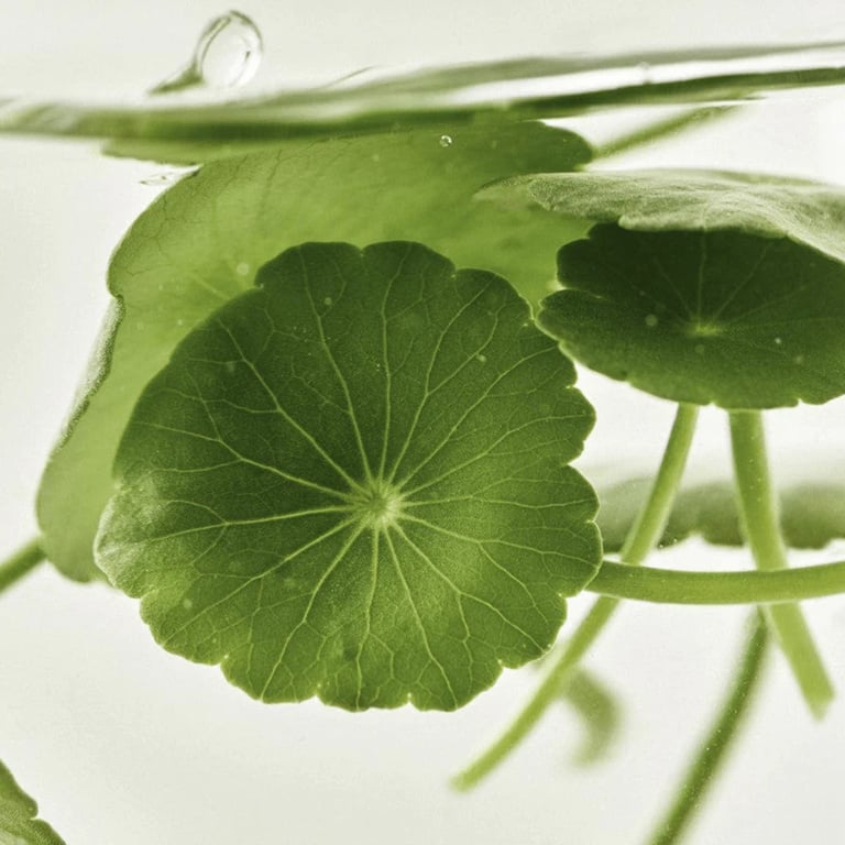 Light On Serum Centella + Vita C - imagen 5 de 8