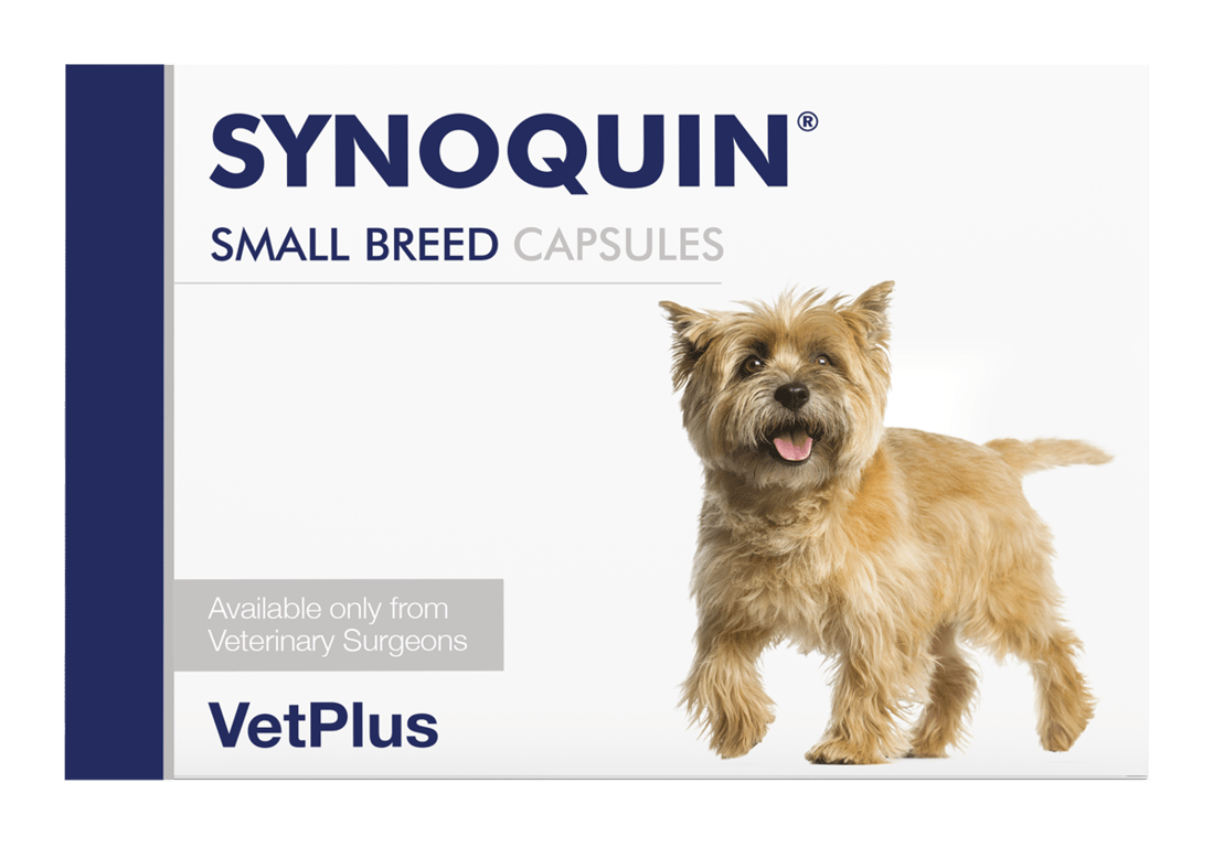 Synoquin Perro Razas Pequeñas