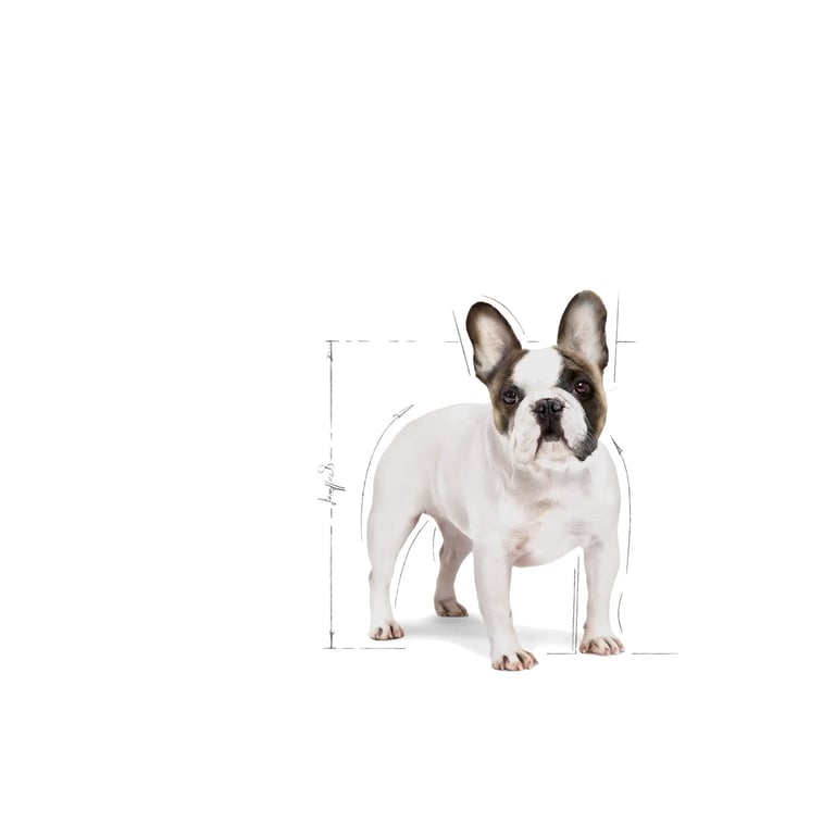 French Bulldog Adult - imagen 3 de 3
