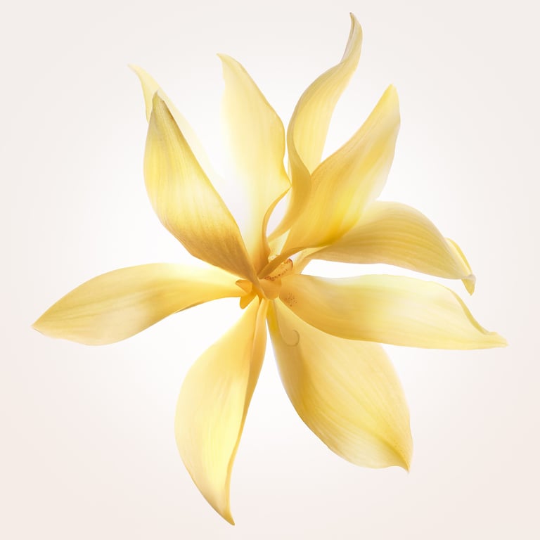 Narciso Ambrée EDP 50 ml di Narciso Rodriguez