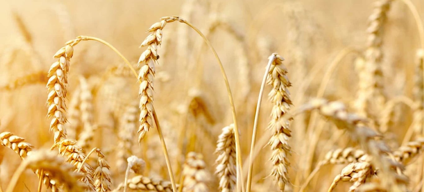 Espaguetis de Espelta Ecológicos 500g