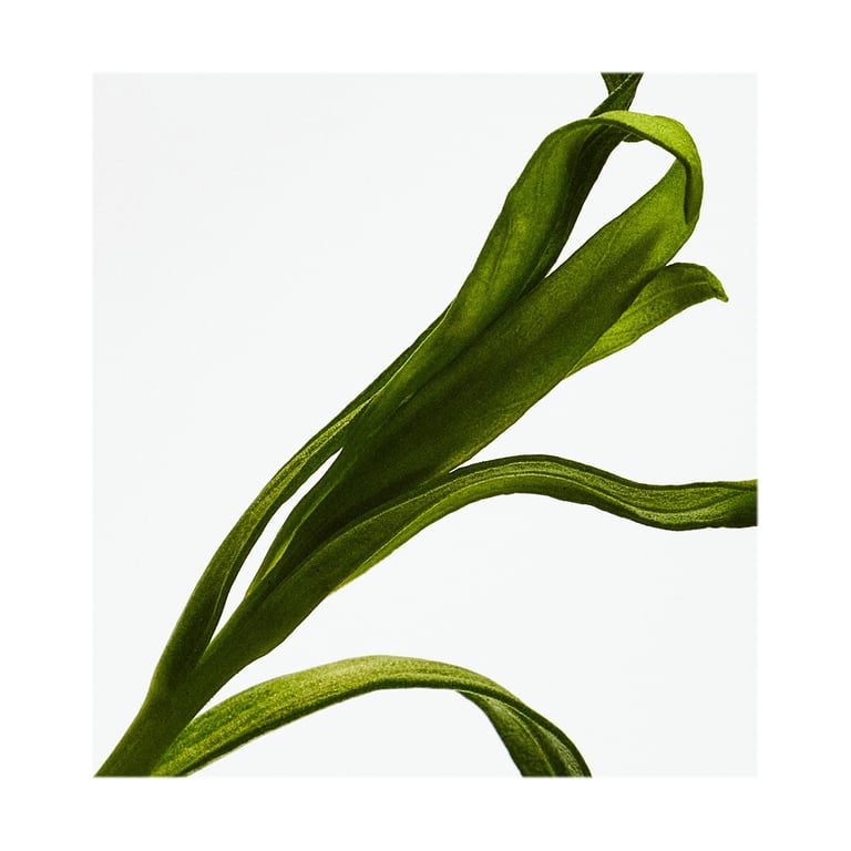 Esencia Set EDP 100 ml + EDP 10 ml + Esencia Elixir EDP 10 ml de Loewe