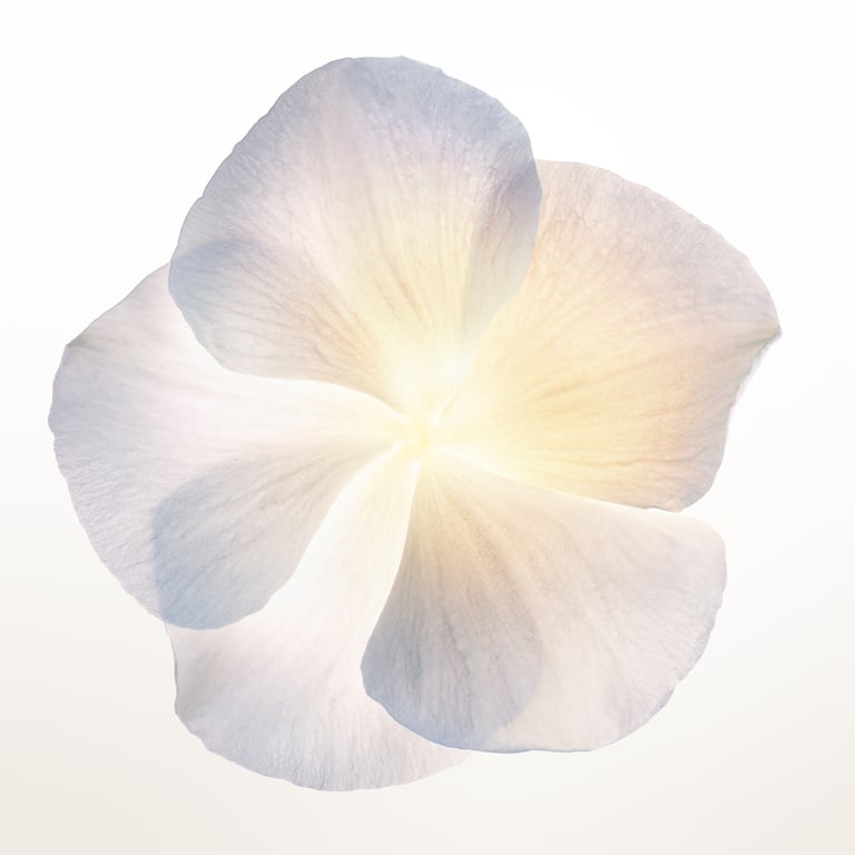 Narciso Poudrée EDP 90 ml di Narciso Rodriguez