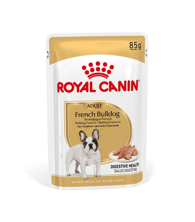 French Bulldog Adult