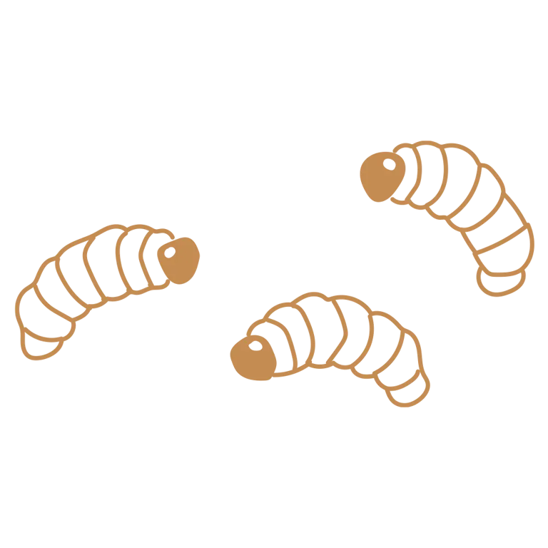 Mehlwurm Snack - imagen 2 de 10