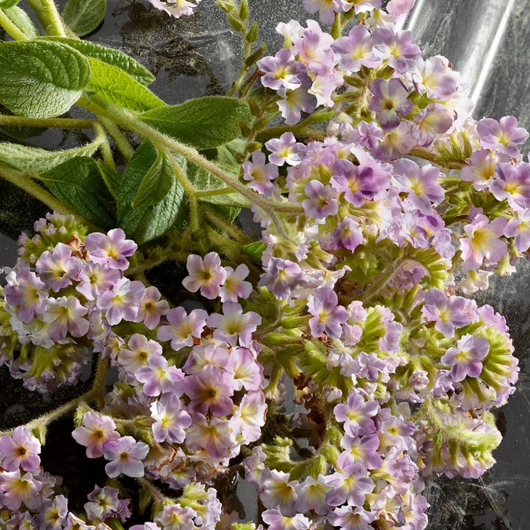 Q By Dolce & Gabbana Intense EDP 100 ml di Dolce & Gabbana