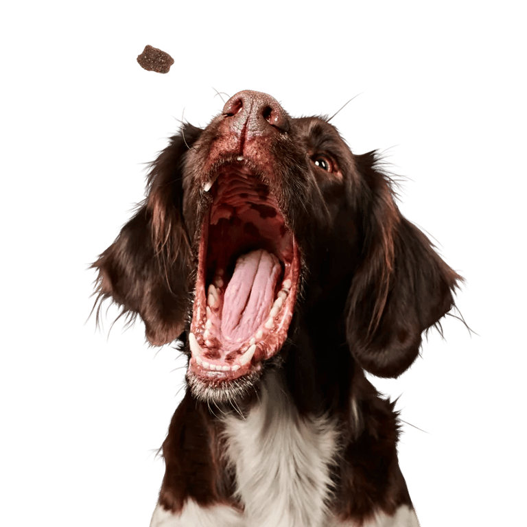Mastercraft Canine Adult Fresh Buey - imagen 3 de 22