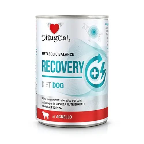 Dog Recovery Cordero