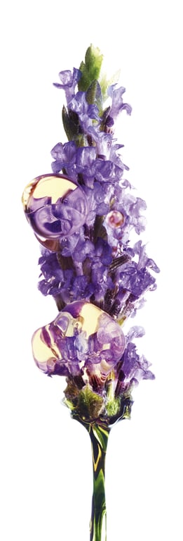 Bio Lavanda Creme De Dia Anti-Idade  50 ml de Garnier - imagen 16 de 27
