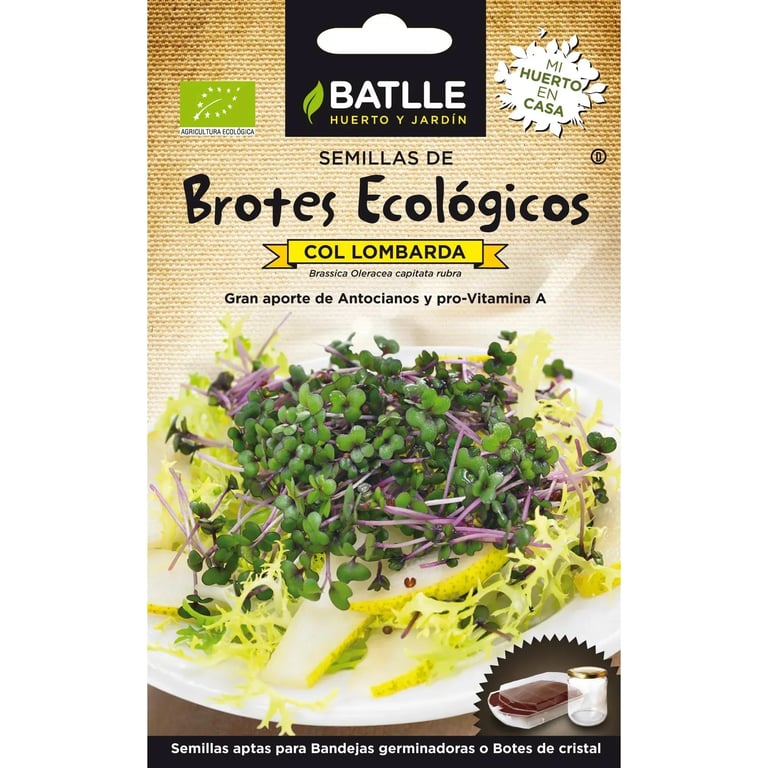 Pousses Chou Rouge Germer Bio